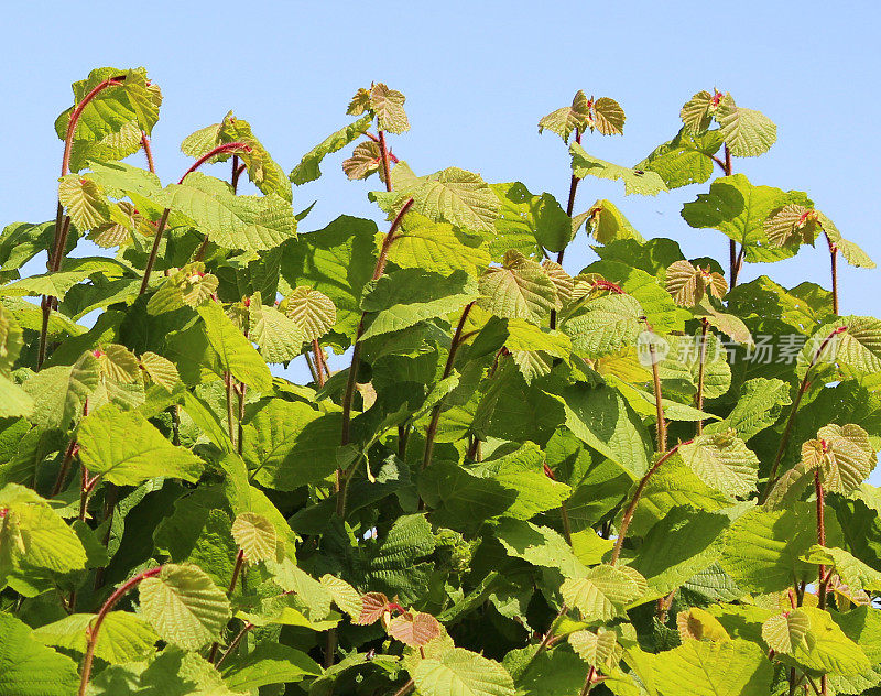 夏天杂草丛生的普通榛树篱(corylus avellana)